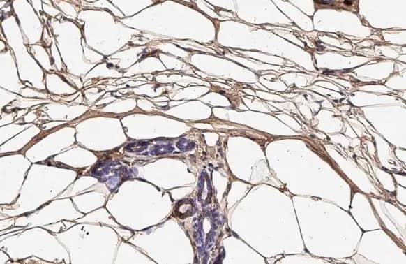 Fatty Acid Synthase/FASN Antibody (HL2160) - Azide and BSA Free