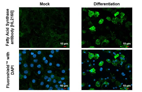 Fatty Acid Synthase/FASN Antibody (HL2160) - Azide and BSA Free