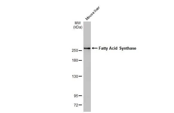 Fatty Acid Synthase/FASN Antibody (HL2160) - Azide and BSA Free