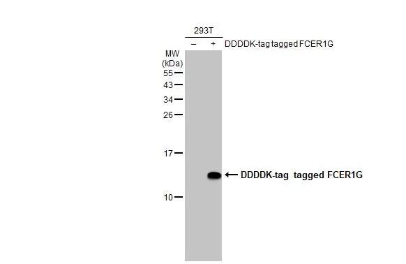 FCER1G Antibody (HL1418) - Azide and BSA Free