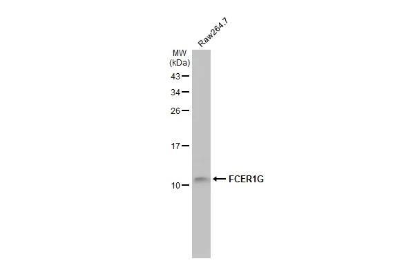 FCER1G Antibody (HL1418) - Azide and BSA Free