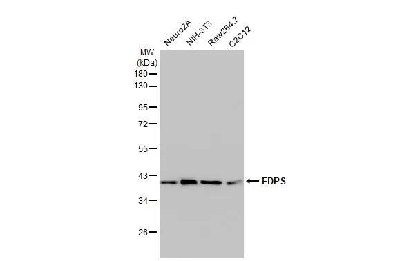 FDPS Antibody (HL2123) - Azide and BSA Free