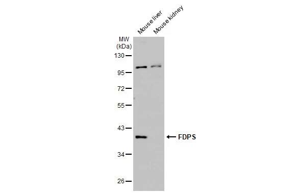 FDPS Antibody (HL2123) - Azide and BSA Free