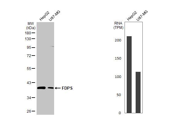 FDPS Antibody (HL2123) - Azide and BSA Free