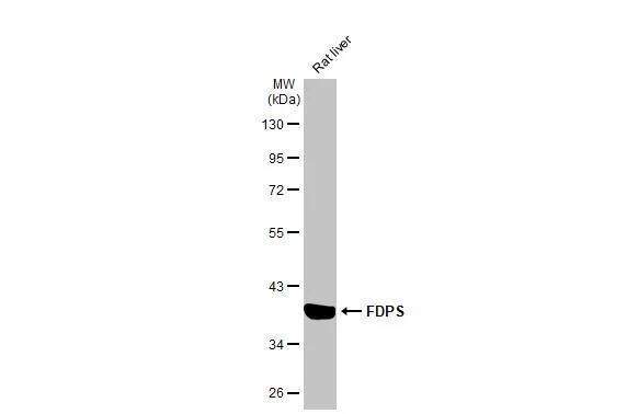 FDPS Antibody (HL2123) - Azide and BSA Free