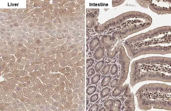 FDPS Antibody (HL2123) - Azide and BSA Free