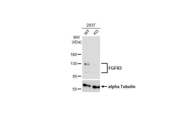 FGFR3 Antibody (HL1595) - Azide and BSA Free