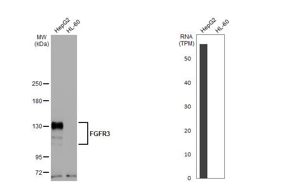 FGFR3 Antibody (HL1595) - Azide and BSA Free