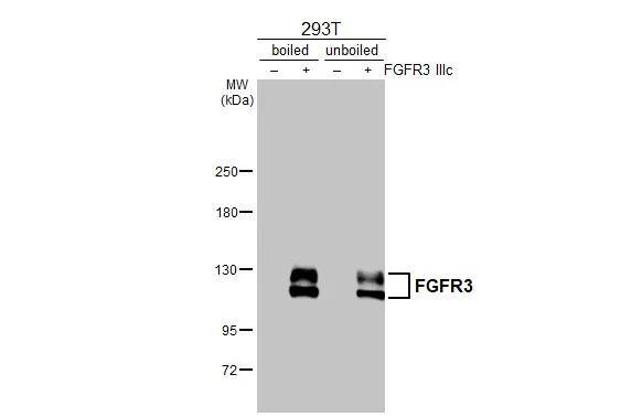 FGFR3 Antibody (HL1595) - Azide and BSA Free