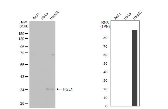 Hepassocin/FGL1 Antibody (HL2317) - Azide and BSA Free