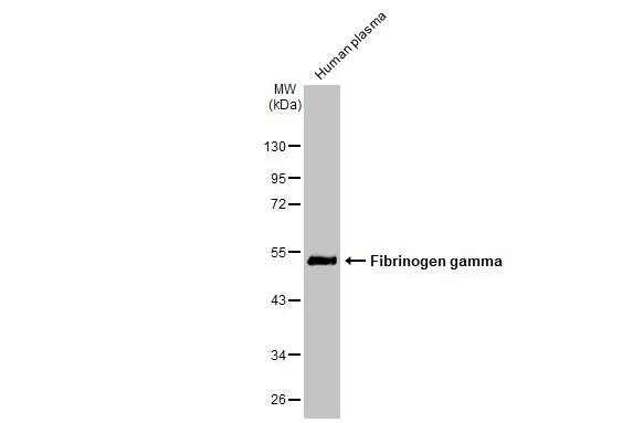 Fibrinogen gamma chain Antibody (HL1395) - Azide and BSA Free