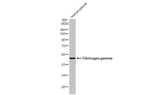 Fibrinogen gamma chain Antibody (HL1395) - Azide and BSA Free