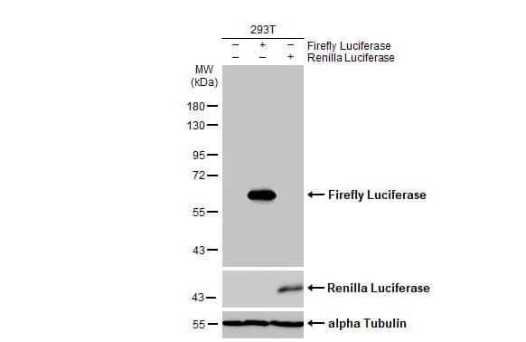 Luciferase Antibody (HL2164) - Azide and BSA Free