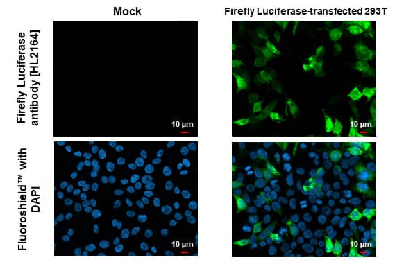 Luciferase Antibody (HL2164) - Azide and BSA Free