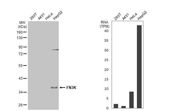 FN3K Antibody (HL2223) - Azide and BSA Free