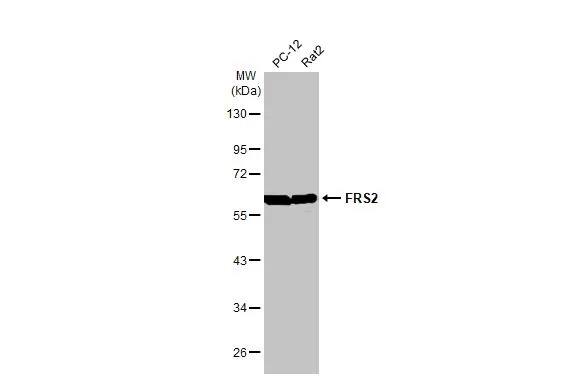 FRS2 Antibody (HL1774) - Azide and BSA Free