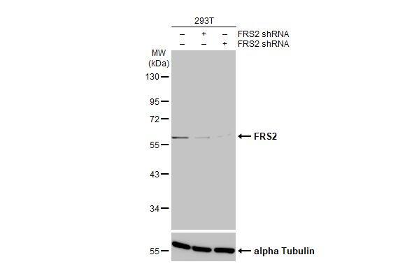 FRS2 Antibody (HL1774) - Azide and BSA Free