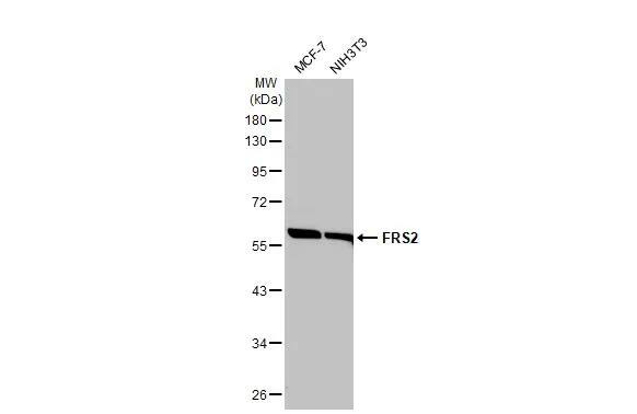 FRS2 Antibody (HL1774) - Azide and BSA Free