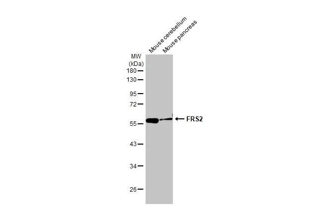FRS2 Antibody (HL1774) - Azide and BSA Free