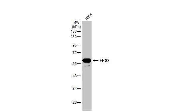 FRS2 Antibody (HL1774) - Azide and BSA Free
