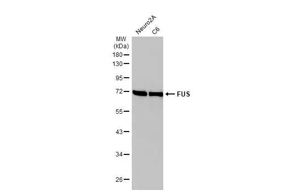 FUS Antibody (HL2454) - Azide and BSA Free