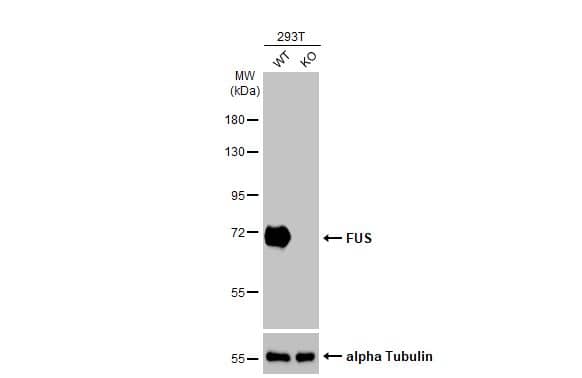 FUS Antibody (HL2454) - Azide and BSA Free