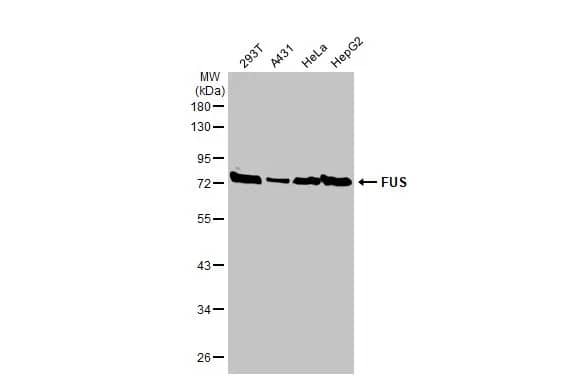 FUS Antibody (HL2454) - Azide and BSA Free