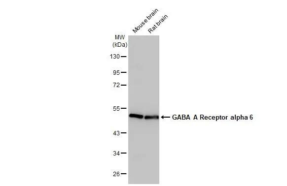 GABA-AR alpha 6 Antibody (HL1669) - Azide and BSA Free