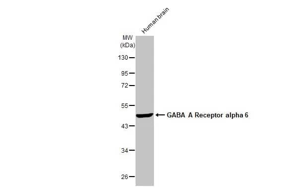 GABA-AR alpha 6 Antibody (HL1669) - Azide and BSA Free