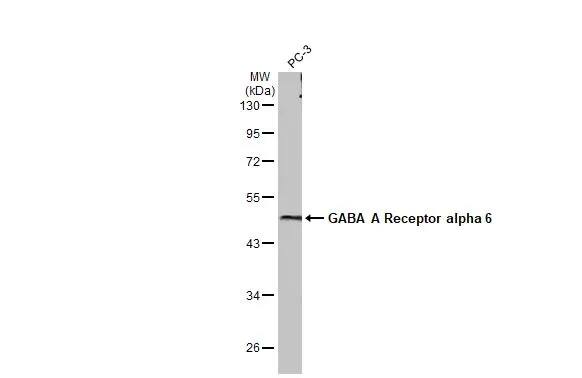 GABA-AR alpha 6 Antibody (HL1669) - Azide and BSA Free