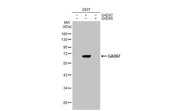 GAD1/GAD67 Antibody (HL1095) - Azide and BSA Free