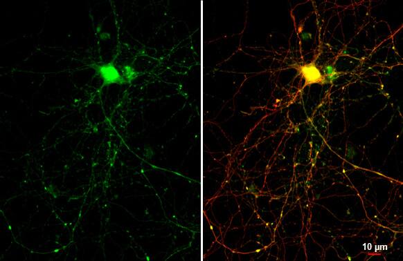 GAD1/GAD67 Antibody (HL1095) - Azide and BSA Free