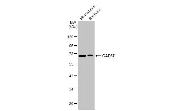 GAD1/GAD67 Antibody (HL1095) - Azide and BSA Free
