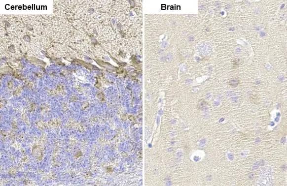 GAD1/GAD67 Antibody (HL1095) - Azide and BSA Free