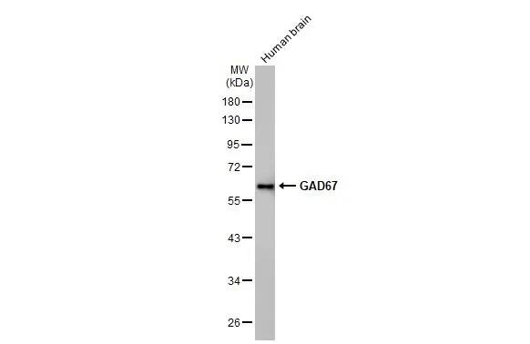 GAD1/GAD67 Antibody (HL1095) - Azide and BSA Free