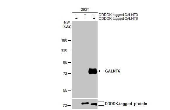 GALNT6 Antibody (HL2392) - Azide and BSA Free