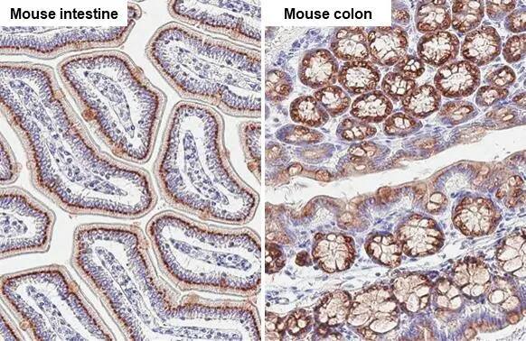 GALNT6 Antibody (HL2392) - Azide and BSA Free