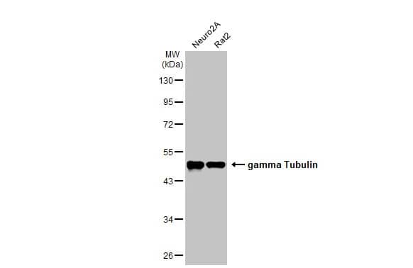 gamma Tubulin Antibody (HL1175) - Azide and BSA Free