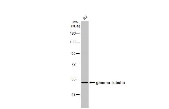 gamma Tubulin Antibody (HL1175) - Azide and BSA Free