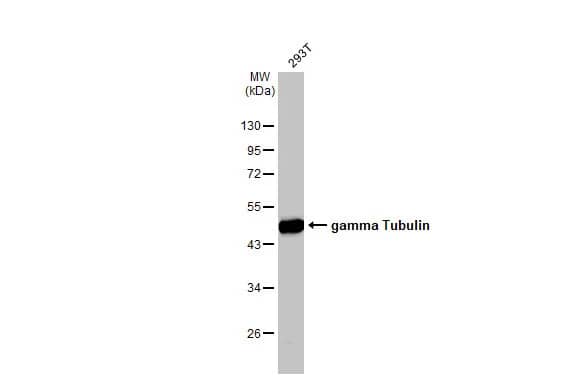 gamma Tubulin Antibody (HL1175) - Azide and BSA Free
