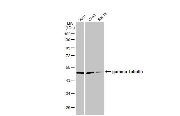 gamma Tubulin Antibody (HL1175) - Azide and BSA Free