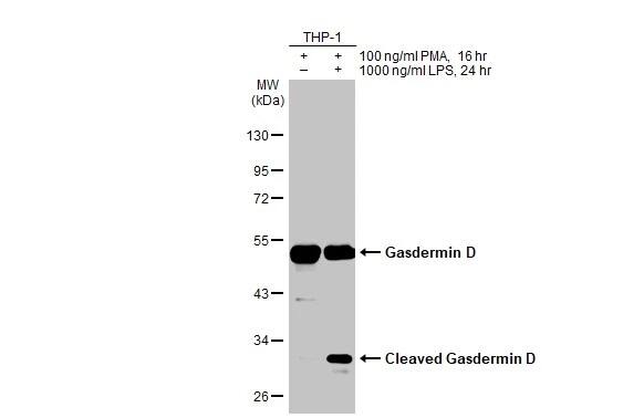 GSDMDC1 Antibody (HL1334) - Azide and BSA Free