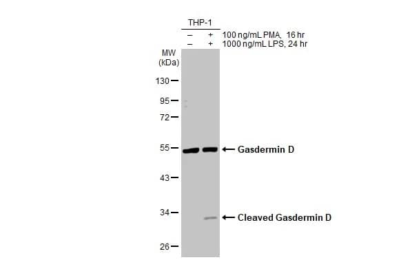 GSDMDC1 Antibody (HL1430) - Azide and BSA Free