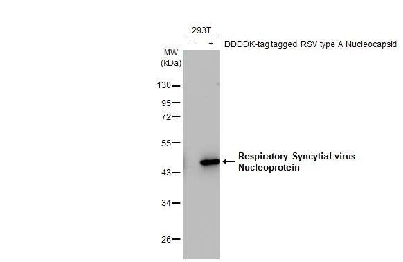 Respiratory Syncytial Virus Nucleoprotein Antibody (HL1296) - Azide and BSA Free
