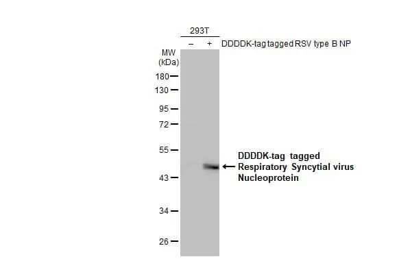 Respiratory Syncytial Virus Nucleoprotein Antibody (HL1296) - Azide and BSA Free