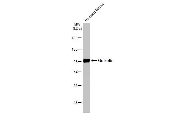 Gelsolin/GSN Antibody (HL1930) - Azide and BSA Free