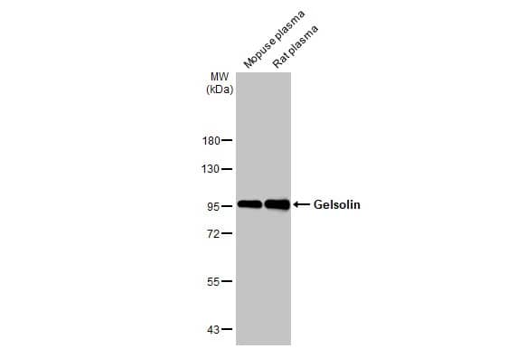 Gelsolin/GSN Antibody (HL1930) - Azide and BSA Free