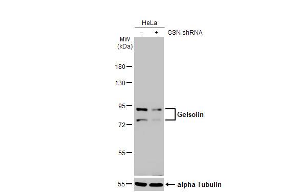 Gelsolin/GSN Antibody (HL1930) - Azide and BSA Free