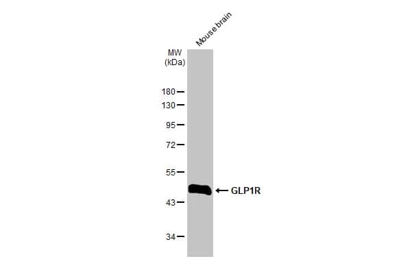 GLP-1R Antibody (HL2297) - Azide and BSA Free
