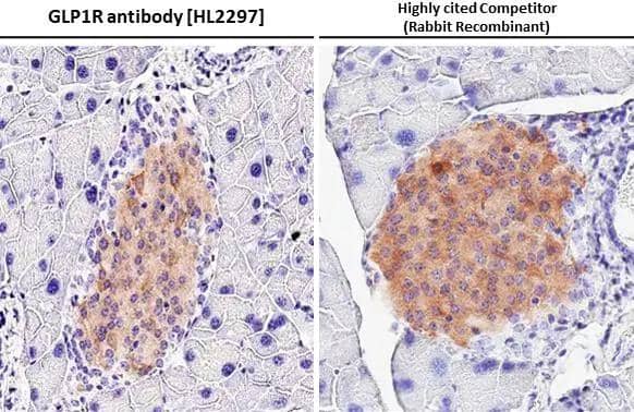 GLP-1R Antibody (HL2297) - Azide and BSA Free